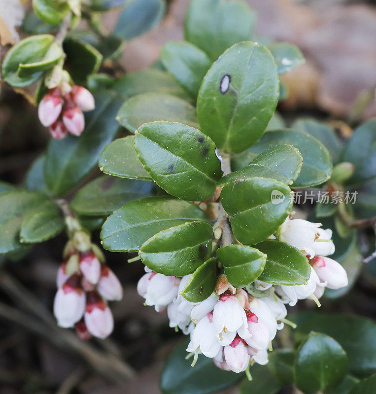 越橘(Vaccinium vitis- idea)开花